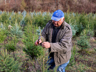 Proizvodnja božićnih drvaca kod Đure Japarića