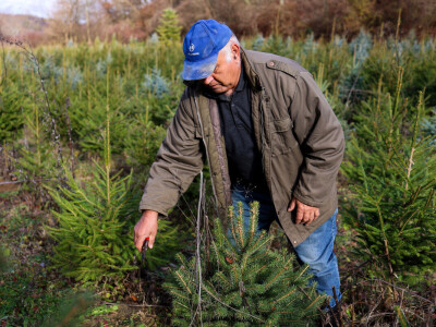 Proizvodnja božićnih drvaca kod Đure Japarića