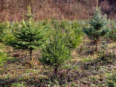 Proizvodnja božićnih drvaca kod Đure Japarića