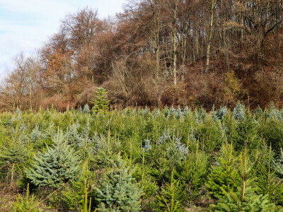 Proizvodnja božićnih drvaca kod Đure Japarića