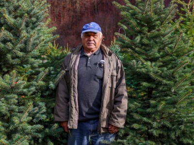 Proizvodnja božićnih drvaca kod Đure Japarića