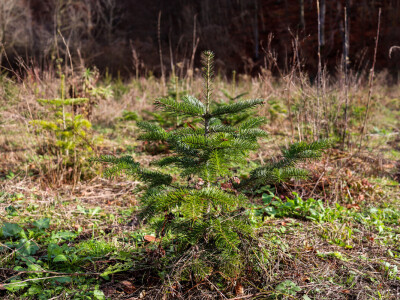 Proizvodnja božićnih drvaca kod Đure Japarića