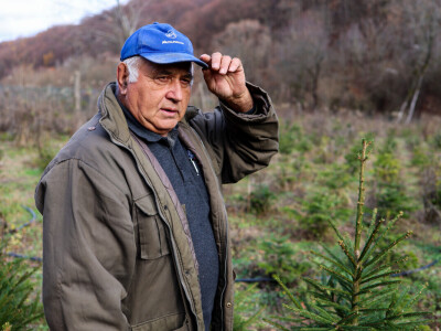 Proizvodnja božićnih drvaca kod Đure Japarića