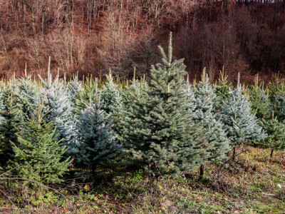Proizvodnja božićnih drvaca kod Đure Japarića