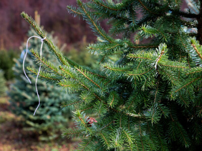 Proizvodnja božićnih drvaca kod Đure Japarića