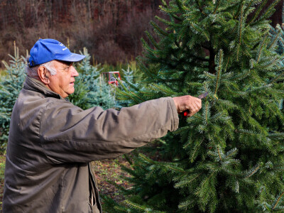 Proizvodnja božićnih drvaca kod Đure Japarića