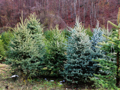 Proizvodnja božićnih drvaca kod Đure Japarića