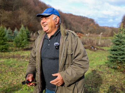 Proizvodnja božićnih drvaca kod Đure Japarića