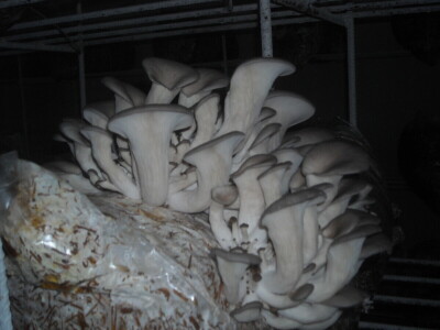 Proizvodnja bukovače