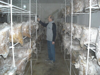 Proizvodnja bukovače