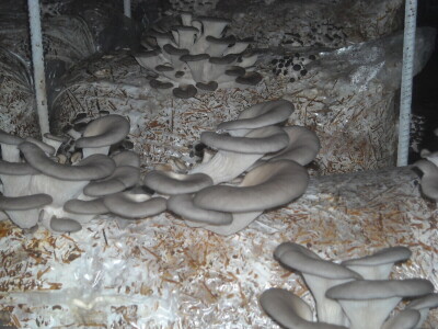 Proizvodnja bukovače