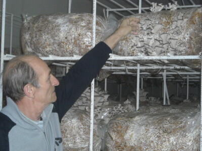 Proizvodnja bukovače