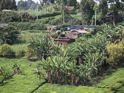 Proizvodnja čaja u Keniji