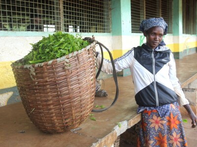 Proizvodnja čaja u Keniji