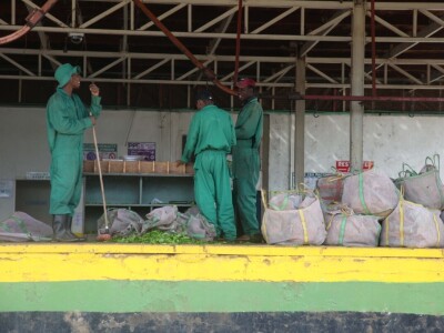 Proizvodnja čaja u Keniji