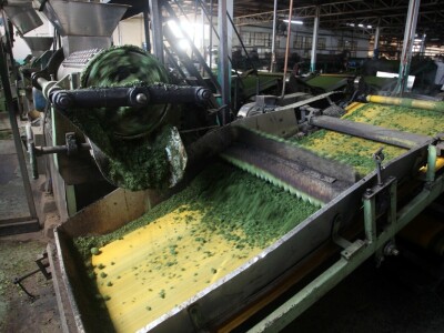 Proizvodnja čaja u Keniji