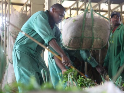 Proizvodnja čaja u Keniji