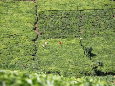 Proizvodnja čaja u Keniji