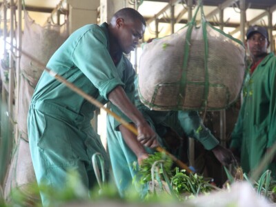 Proizvodnja čaja u Keniji