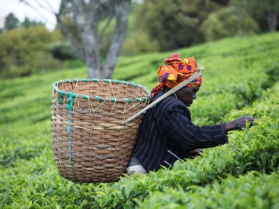 Proizvodnja čaja u Keniji