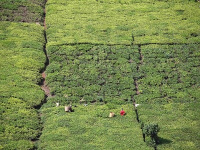 Proizvodnja čaja u Keniji