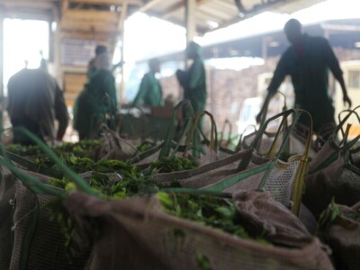 Proizvodnja čaja u Keniji