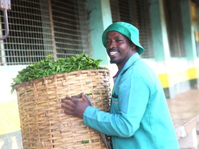 Proizvodnja čaja u Keniji