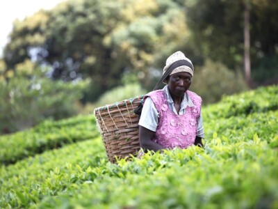 Proizvodnja čaja u Keniji