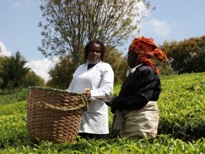 Proizvodnja čaja u Keniji