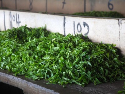 Proizvodnja čaja u Keniji