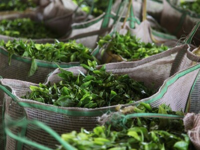 Proizvodnja čaja u Keniji