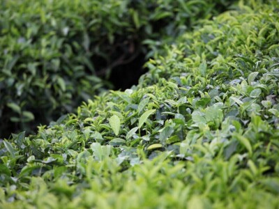 Proizvodnja čaja u Keniji