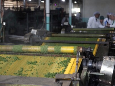 Proizvodnja čaja u Keniji