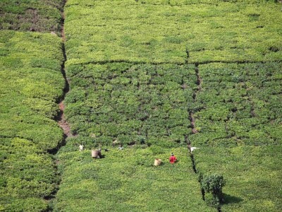 Proizvodnja čaja u Keniji