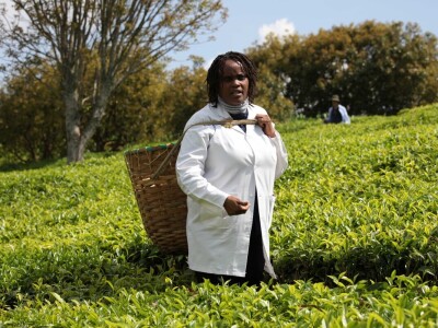 Proizvodnja čaja u Keniji