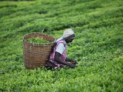 Proizvodnja čaja u Keniji