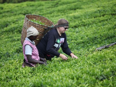 Proizvodnja čaja u Keniji