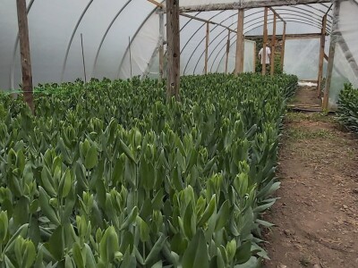 Proizvodnja cveća- isplativ biznis na malim površinama