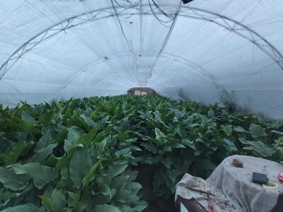 Proizvodnja cveća- isplativ biznis na malim površinama