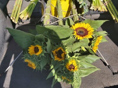 Proizvodnja cveća- isplativ biznis na malim površinama