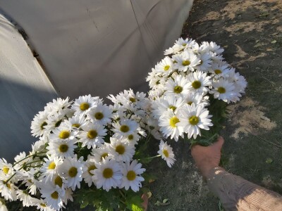 Proizvodnja cveća- isplativ biznis na malim površinama