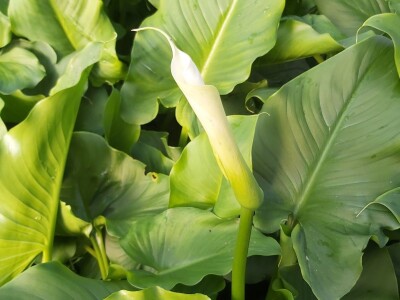 Proizvodnja cveća- isplativ biznis na malim površinama