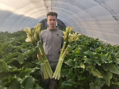 Proizvodnja cveća- isplativ biznis na malim površinama