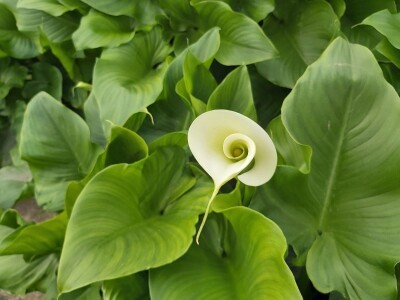 Proizvodnja cveća- isplativ biznis na malim površinama