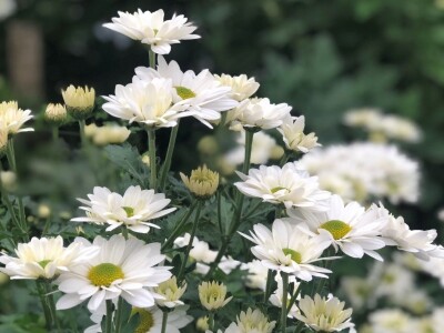 Proizvodnja cveća- isplativ biznis na malim površinama