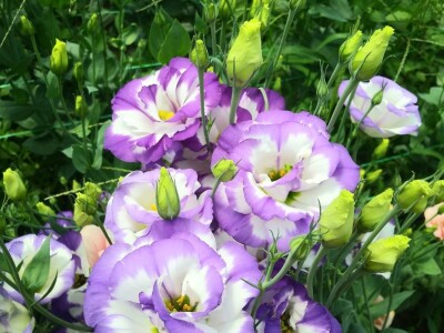 Proizvodnja cveća- isplativ biznis na malim površinama