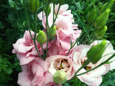 Proizvodnja cveća- isplativ biznis na malim površinama