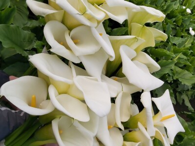 Proizvodnja cveća- isplativ biznis na malim površinama