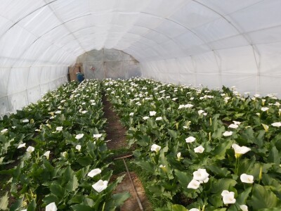 Proizvodnja cveća- isplativ biznis na malim površinama