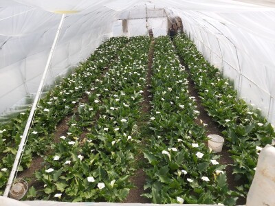 Proizvodnja cveća- isplativ biznis na malim površinama